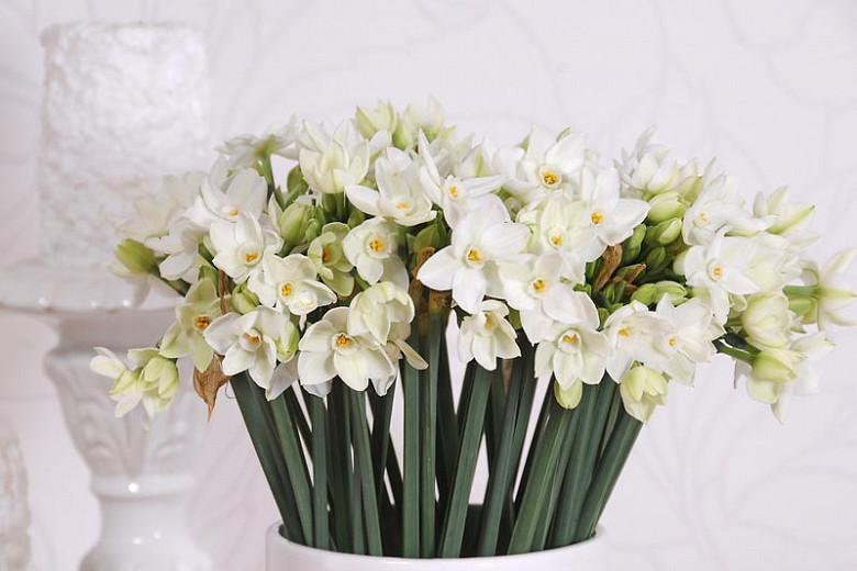 Paperwhite Daffodils, Narcissus Paperwhite, Daffodil Paperwhite, Daffodil ''Paperwhite', Tazetta Daffodil ''Paperwhite', Spring Bulbs, Spring Flowers, fragrant daffodil, daffodil for indoor forcing